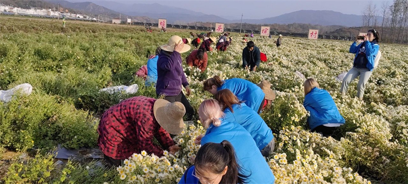 堰头垸村菊花种植基地。陈德胜摄