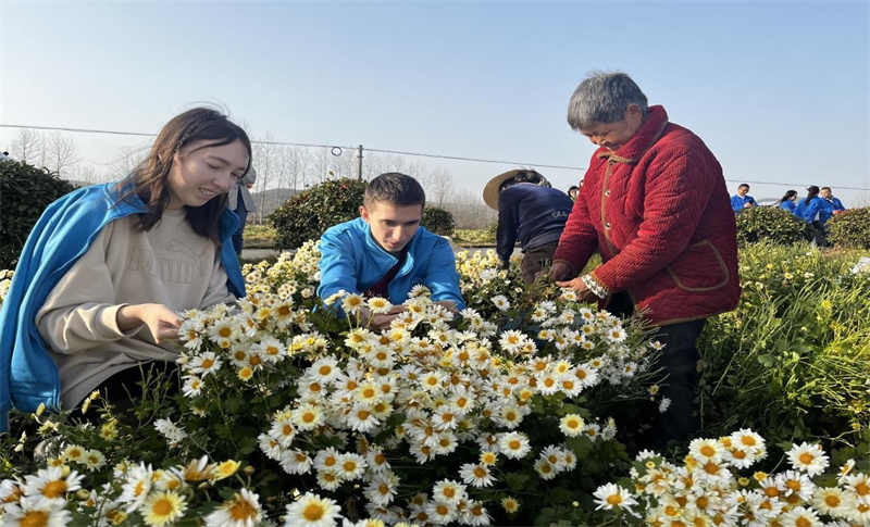 菊花种植基地。胡北摄