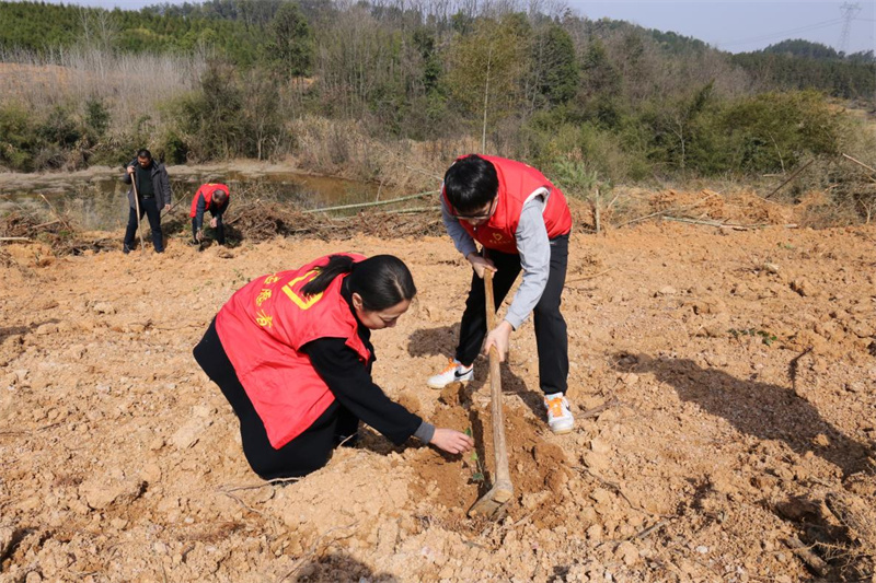 嘉鱼县烟草专卖局干部职工参与植树劳作