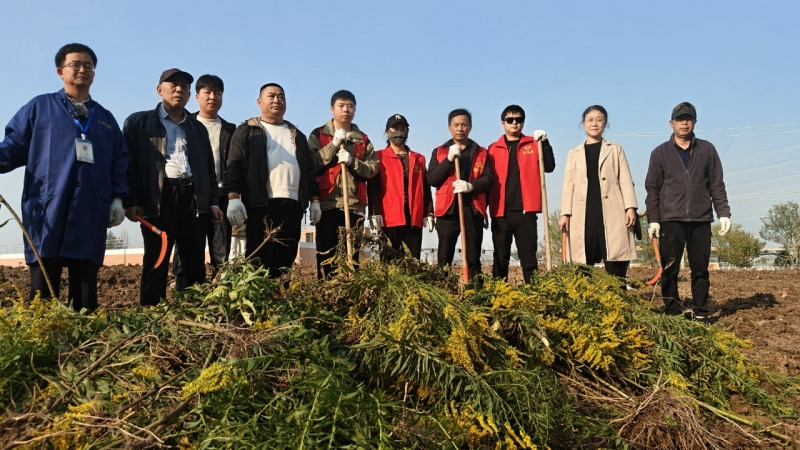 武汉农业农村部门铲除“加拿大一枝黄花”。