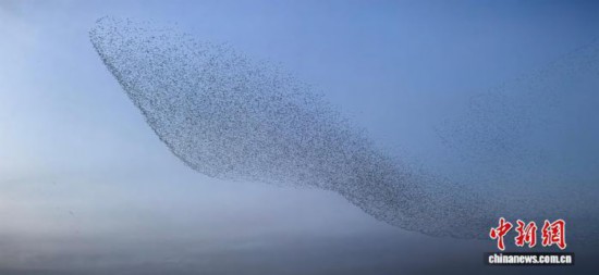 图为山东东营黄河三角洲国家级自然保护区的“鸟浪”奇观。杨斌 摄