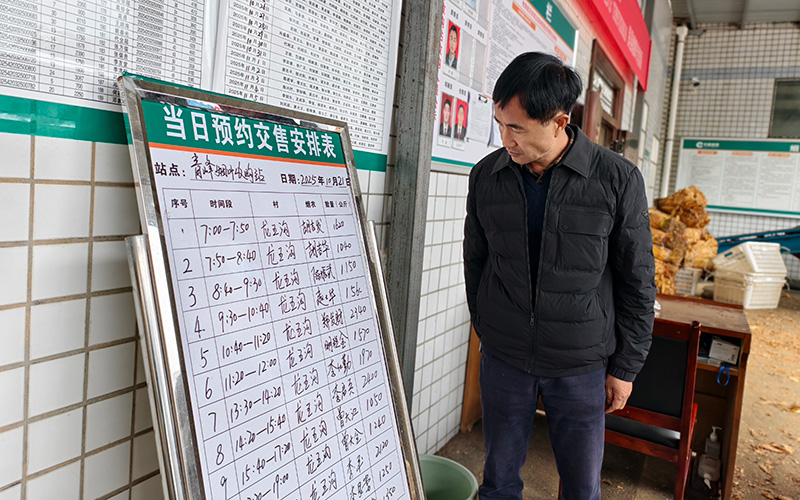 陈定华查看烟叶收购报表。何敏勇摄