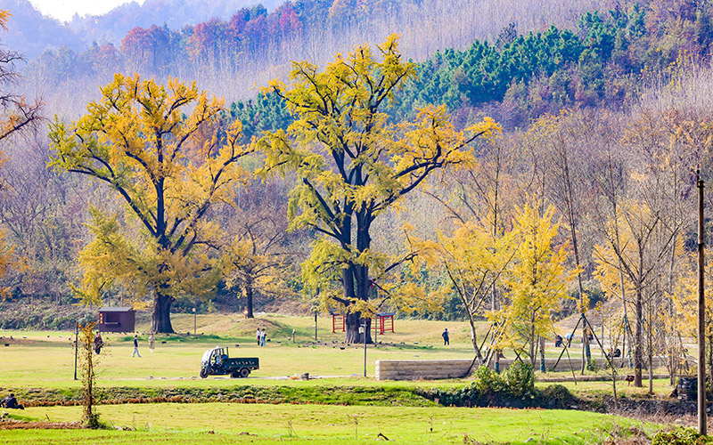 随州银杏谷景区。