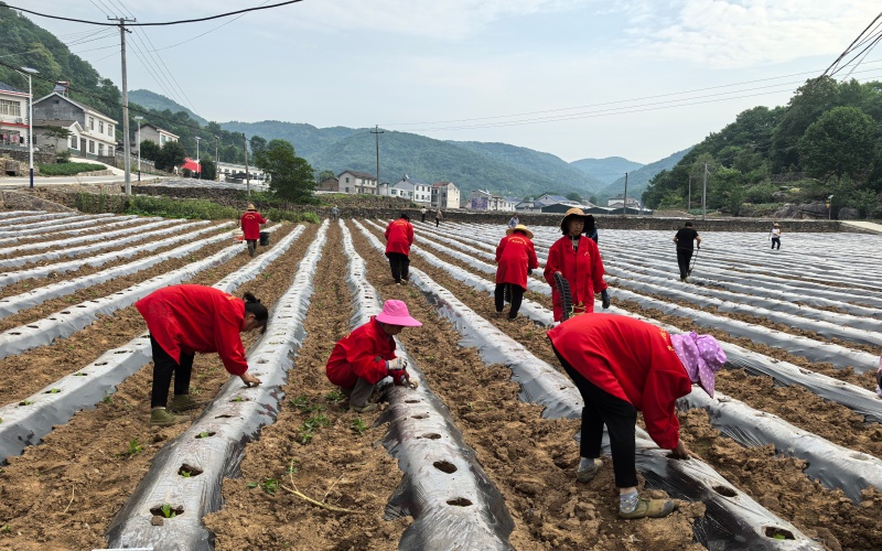 合作社提供专业化移栽服务。