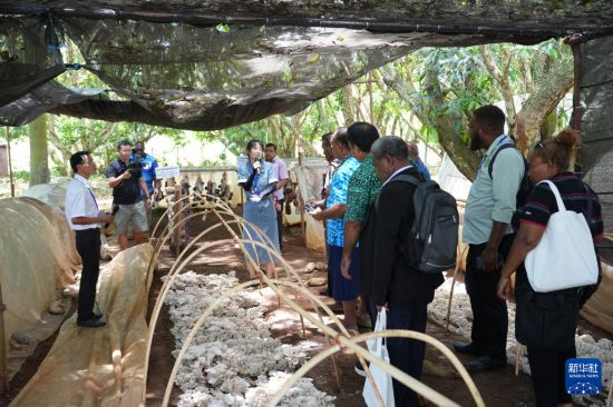 11月19日，在斐济楠迪中国—太平洋岛国菌草技术示范中心，与会代表参观菌草菇种植示范基地。新华社发（高鑫摄）