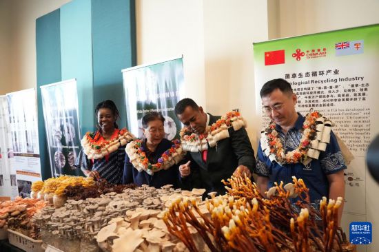 11月19日，在斐济楠迪，中国国家菌草工程技术研究中心首席科学家林占熺教授（左二）为斐济农业和水利部代理部长菲利莫尼·沃萨尔恩戈（左三）等嘉宾介绍菌草菇。新华社发（高鑫摄）