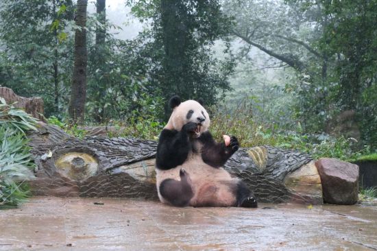 11月5日，大熊猫“香香”正在吃苹果。新华社记者 边思琪 摄