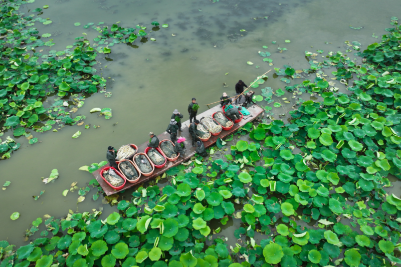 农业银行湖北省分行发放惠农e贷助力沙洋县藕农采挖藕尖，抢“鲜”上市。