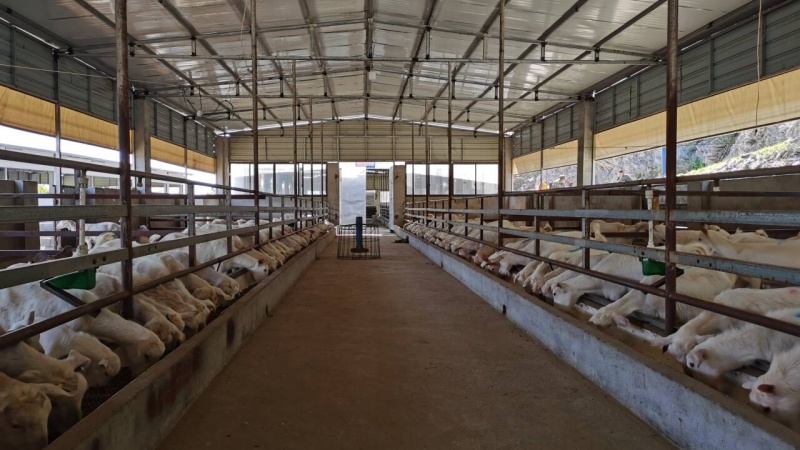 整洁的标准化小单元羊舍。邹景根摄