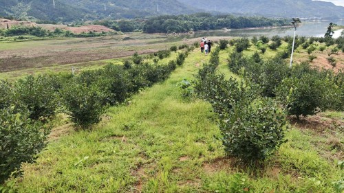 繁盛的油茶基地