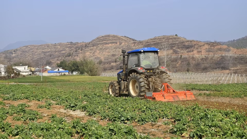 绿肥油菜翻压。