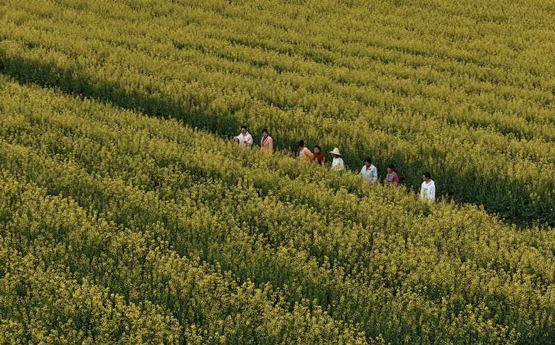 游客在油菜花田赏花。